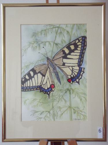 Koninginnepage met plant 40x30cmaquarel&inkt