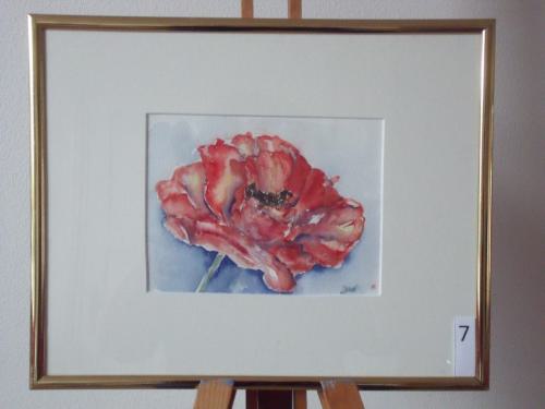 Klaproos 30x25cmaquarel