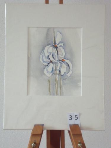 Irissen wit 25x30cmaquarel