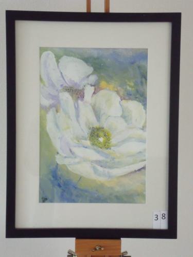 Anemoon 30x40cmaquarel