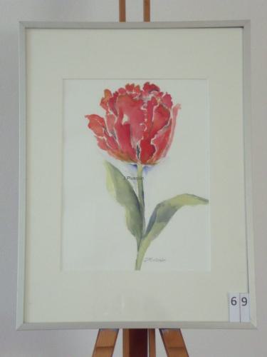 Tulp 30x40cmaquarel