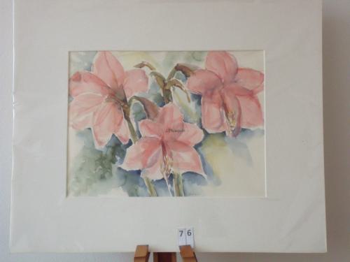 Amaryllis 60x50cmaquarel
